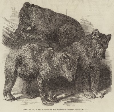 Grisly Bears, in the Gardens of the Zoological Society, Regent